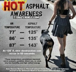 too-bassoon:  albertothechihuahua:  Signal boost!  If its too hot for you to walk on barefoot its too hot for your dog