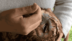 fozmeadows:  sushinfood:  beeslybee:  gifsboom:  Owl loves rubs. [video]  This is so important to me  i have legit never seen an owl trust someone so much it just lies back in bliss  this is pure 