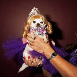 amylombard:  I photographed a dog beauty pageant for New York Magazine. Yes, it was amazing. 