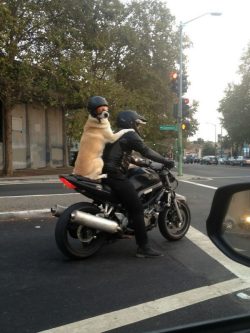 I will never be as cool as this dog.  On sidenote that is incredibly irresponsible.  I hope this photo was a set up.
