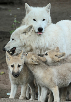 wolveswolves:Hudson bay wolves (Canis lupus hudsonicus) by joke kok
