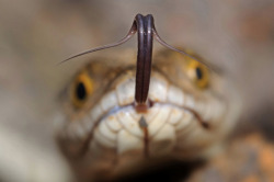 whatthefauna:  A snake uses its tongue to “taste” the air and detect nearby predators and prey. The split in its tongue helps determine the direction of a scent so that the snake can follow a trail of chemical cues in a process called tropotaxis.