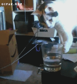 gifak-net:  Cats Knocking Stuff Over Compilation