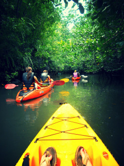 girlnearthebay:  kayak in the mangroves on
