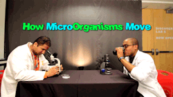 themicrobiologist:  microminutes:  comaniddy:  How Microorganisms MoveThis week’s episode of Coma Niddy University is a science parody to How Animals Eat Their Food. Watch me make a fool of myself imitating how different microbes move around.[Watch