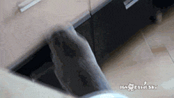 imalexthelion:  drtanner:  spyderqueen:  not-to-worry—fan-not-stalker:  Caught in the act…cats don’t do guilty.   Look at that fluffy tail.  He knows he is doing bad.  look at how he shuts the drawer 
