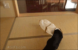 the-absolute-funniest-posts:  thefrogman: [video] [h/t: 4gifs]   This post has been featured on a 1000notes.com blog.
