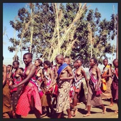   Swazi reed dancers, via _carolourenco