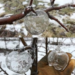 sixpenceee:These  are known as “Ghost Apples.” They are created when freezing rain coats  rotting apples, and when the mushy rotten apple falls out, it leaves a  shell of ice.Icy rain creates &lsquo;ghost apples&rsquo; in Kent County