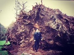 #Ireland #storm #roots #hugetrees