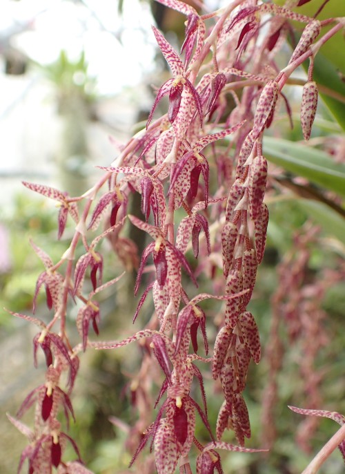 orchid-a-day: Pleurothallis loranthophylla Syn.: Rhynchopera loranthophylla and many others September 25, 2020  