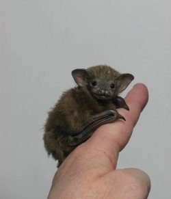 zooophagous: sixpenceee:  The Bumblebee bat, (or Kitti’s Hog Nosed Bat as it is also known as) the world’s smallest bat and is also the worlds smallest mammal. These cute little creatures are just 29 – 33mm in length, and have a wingspan of approximately