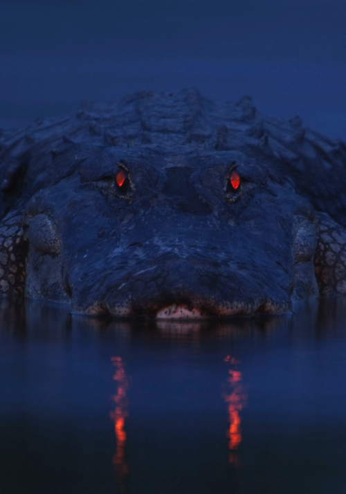 Sex nubbsgalore:  an alligator has a tapetum pictures
