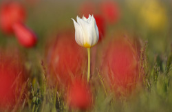 Wild Tulips By Iqor Shpilenok | Beauty