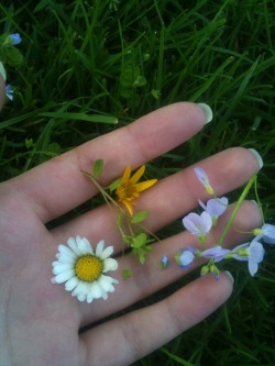 travel-as-a-happy-hippie:  cute lil’ flowers 