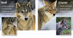 yourdogisnotawolf:  This is a really nice and simple guide to telling them apart! &lt;3 Found here on the Western Wildlife Outreach website.
