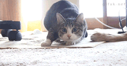 shouldbecleaningmyroom:  this is the most intense butt wiggle I have ever seen. the butt wiggle is so strong that the cat actually begins to float. 