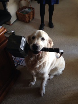 actually-bianca:  alex-serthes:  rosebadwolf-tyler:   dduane:  thyartisdisney:  LABRATHOR  “Worthy.”  #pretty sure all dogs are worthy enough to carry the hammer#can you imagine thor going to a dog park and playing fetch with the hammer#’go mighty