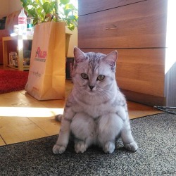 railroadsoftware:  smoothleg:  awwww-cute:I’ve never seen a cat sit like this before  they’re evolving  looks cool
