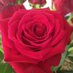 Rose flower 3 #flowers #rose #red #green #pretty