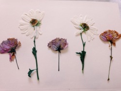 creativehoarders:  My pressed flowers turned out so pretty  Instagram @brookelysh 