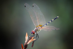 euph0r14:  macro | Dragonfly | by sruthymon
