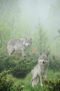 wolveswolves:  By Andy-Kim Moeller   Such