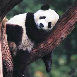 Chillin after a hard night&rsquo;s rockin#panda #cute #instagood #likeforlike #pandabear #asians #likes #funny #pandas #pandaexpress #instapandacool #bestoftheday follow for more awesome posts  Bonafidepanda.com