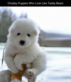 pinkrazr:  elegantpaws:  tastefullyoffensive:Puppies Who Look Like Teddy Bears (photos via Bored Panda)Previously: Perfectly Timed Dog PhotosGorgeous fuzzy little dumpling that require half a cow to feed a month lol.  just too good to be trucant take