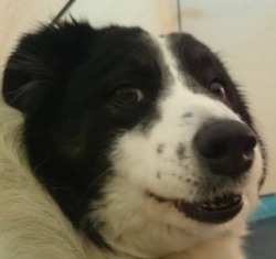 strippernamedsteve:  torridgristle:  hookedonplunderphonics:  does anyone have more pictures of dogs making this face? i need to start a collection     