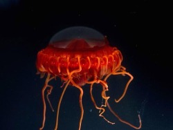rhamphotheca:  A deep sea jellyfish, Atolla sp., collected with the ROV (Remotely Operated Vehicle), from a depth of at least 1,500 m. The deep red color is common among deep sea medusae. The coloration is invisible in the perpetual darkness and at