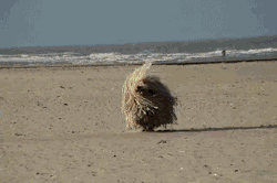 halfbakedpoet:  And here we see a majestic wild mop without a handle frolicking on a beach… 