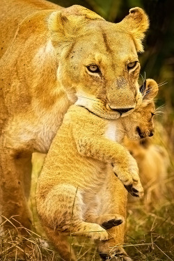 Carry me home (Lioness with cub)