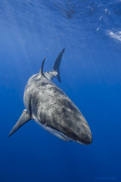 trynottodrown:  Great White Shark Portrait |  George Probst 