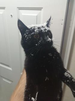 awwww-cute:This is my cat after trying to run out the door….. Into a wall of snow
