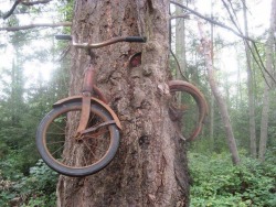 hijabiswag:  in 1914, a boy chained his bike to a tree, he never returned. 