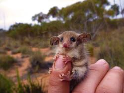 asapscience:  WE ARE IN LOVE WITH YOU, western pygmy possum, AKA big eared mouse with grabby little hands. You can come cuddle any time.  via ScienceAlert 