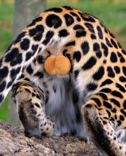 butterpopsicle:  Cheetah balls and Cheeto balls Wake up America 