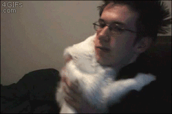 thefingerfuckingfemalefury:  motivatioff:  I’ve watched this gif about a hundred times in a row and I smile every time  It is IMPOSSIBLE to be sad when you have a cat gif like this to enjoy :D 