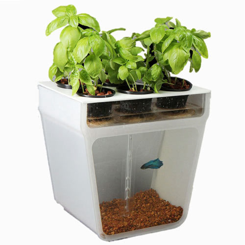 estimfalos:  The Home Aquaponics Self-Cleaning Fish Tank features five pots on the top for growing herbs and plants such as spinach, baby greens, oregano, beans, basil, mint, parsley and thyme. The fish waste naturally fertilizes the plants above.