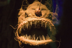 blua:  Deep Sea Creatures These weird creatures