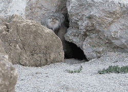 thehappyfangirl:  24-alpha-24:  agentotter:  doctorscienceknowsfandom:  Some call me … Tim.  OMG OKAY THIS IS GOLD. The pallas cat at my local zoo apparently does this, and there’s a little sort of kid-level viewing window into its habitat, and the