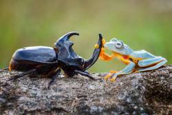 snejkha: artschoolsucks:   iraffiruse:  Onward, steed!  This happened and humans still think they are the only intelligent life form on earth…   