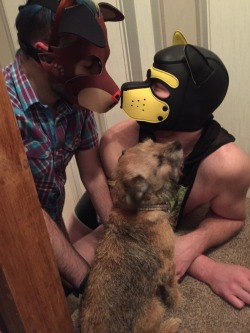 puppy-apollo:  handlerdean:  It’s birthday pup @puppy-apollo being given presents from @pupryder  *big wags*