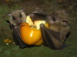 Remember the factoids I gave about the Kalang bat and how adorable? If you still don&rsquo;t think they&rsquo;re are the cutest bats around, then this might help. Meet the Fox faced bats babies! D'awww &lt;3