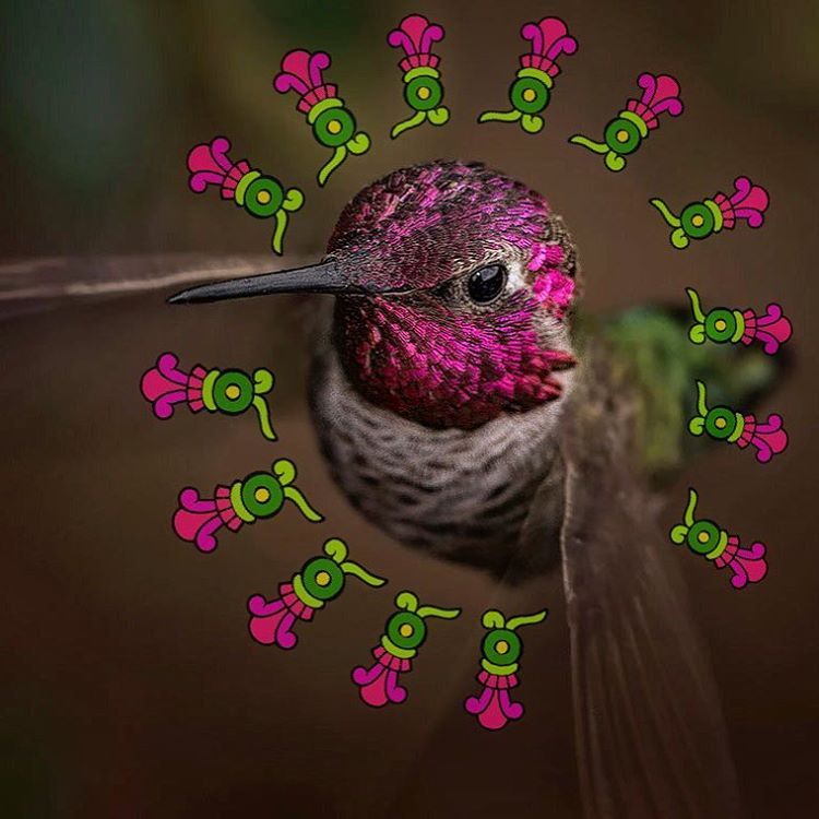 quetzalboutique:  Happy Tuesday, Guerrerxs! #TIAHUI!   #hummingbird #huitzilli #huitzillin
