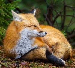 beautiful-wildlife:  Fox in the woods by Bryan McGowan