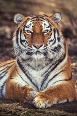 luxuriousimpressions:  Tiger By   Walter Hirzinger    