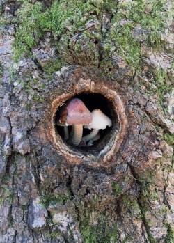 botanical-photography:  Mushrooms Growing in a Tree Nook [2778x3883] Source: http://imgur.com/nxMWBRh 