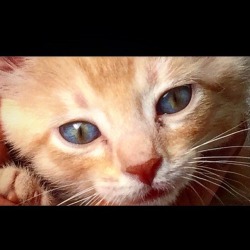 #cateyes #animallover #catlover #kitten #babycat #lilboy  https://www.instagram.com/p/BpiHpUvltpd/?utm_source=ig_tumblr_share&amp;igshid=1aqh1uo00znwp